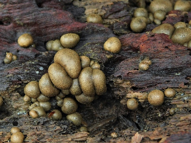 vlčinka Lycogala sp.