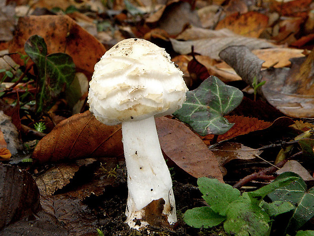 bedľa Macrolepiota sp.