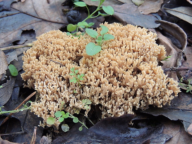 strapačka Ramaria myceliosa (Peck) Corner