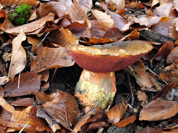 hríb zrnitohlúbikový Sutorius luridiformis (Rostk.) G. Wu & Zhu L. Yang