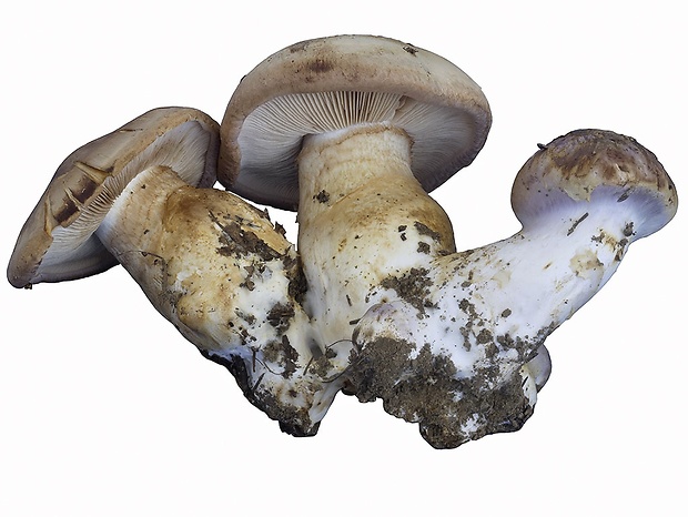 pavučinovec rôznofarebný Cortinarius variegatuloides (Brandrud) Brandrud