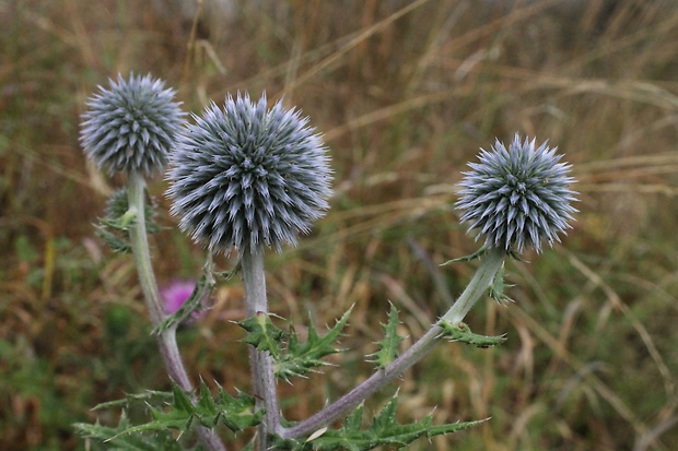 ježibaba guľatohlavá Echinops sphaerocephalus L.