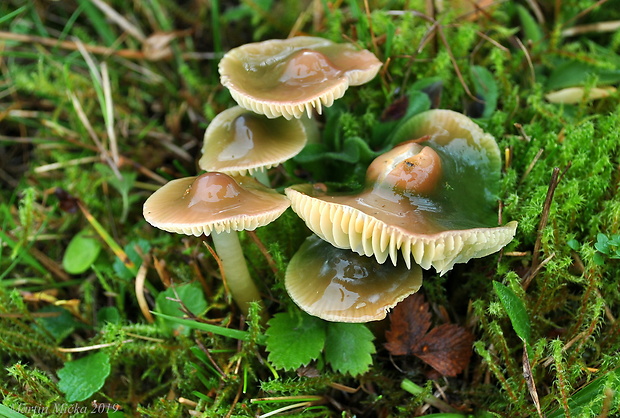 lúčnica žltozelená Gliophorus psittacinus (Schaeff.) Herink