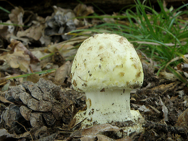 muchotrávka citrónovožltá Amanita citrina Pers.