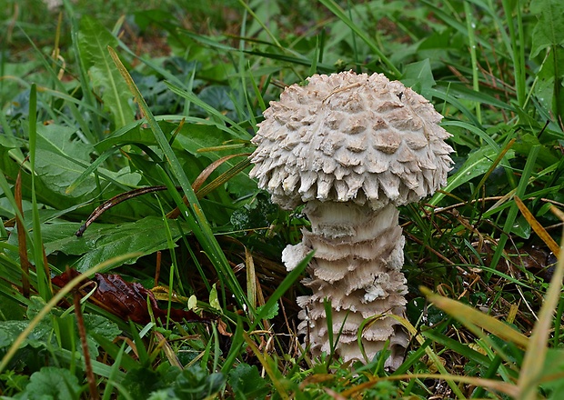 muchotrávka Vittadiniho Amanita vittadinii (Moretti) Vittad.