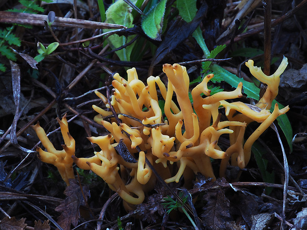 pakonárovka parôžkovitá Clavulinopsis corniculata (Schaeff.) Corner