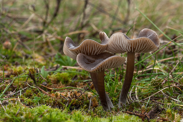 hodvábnica hodvábna Entoloma sericeum Quél.