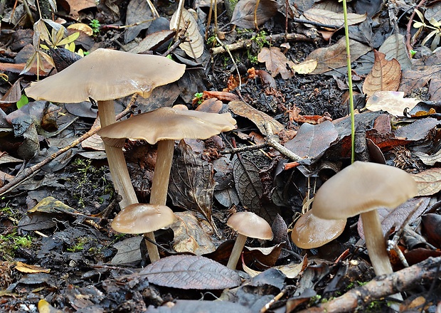 hodvábnica Entoloma sp.