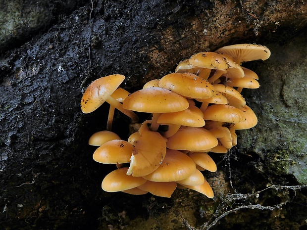 plamienka Flammulina sp.