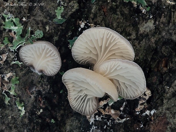 lastúrka Hohenbuehelia sp.