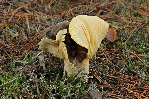 šťavnačka mrazová Hygrophorus hypothejus (Fr.) Fr.