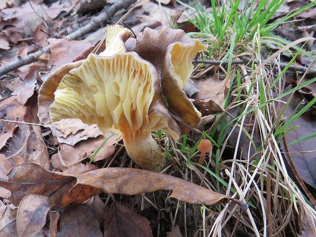 šťavnačka mrazová Hygrophorus hypothejus (Fr.) Fr.