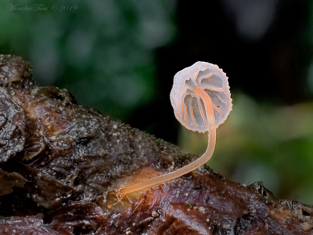 prilbička papradinová Mycena pterigena (Fr.) P. Kumm.