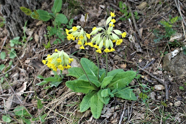 prvosienka vyššia Primula elatior (L.) L.