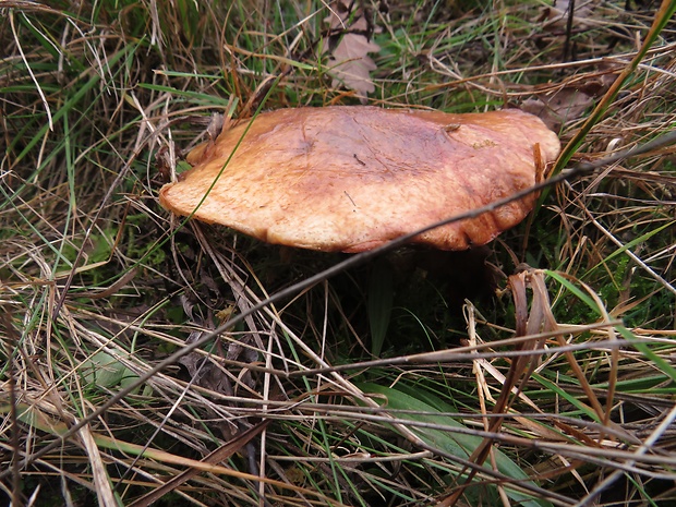 masliak zrnitý Suillus granulatus (L.) Roussel