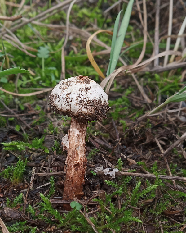 stopkovec vláknitý Tulostoma fimbriatum Fr.