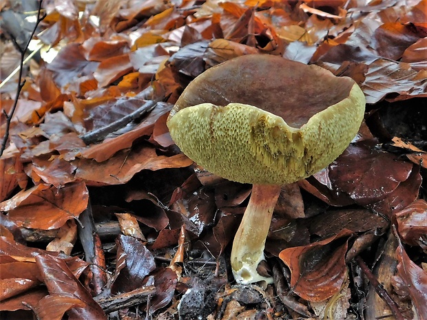 suchohríb zamatový Xerocomellus pruinatus (Fr.) Šutara