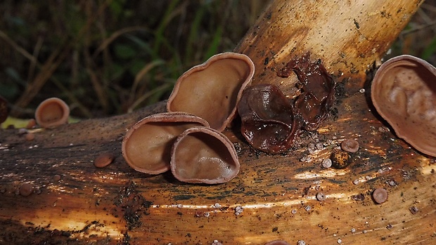 uchovec bazový Auricularia auricula-judae (Bull.) Quél.