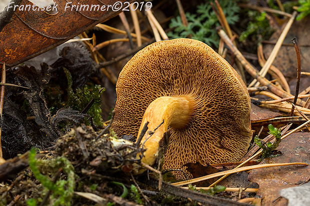 meďovec korenistý Chalciporus piperatus (Bull.) Bataille