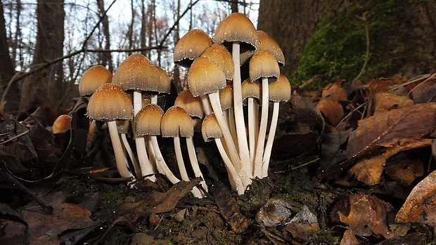 hnojník Coprinellus subimpatiens (M. Lange & A.H. Sm.) Redhead, Vilgalys & Moncalvo