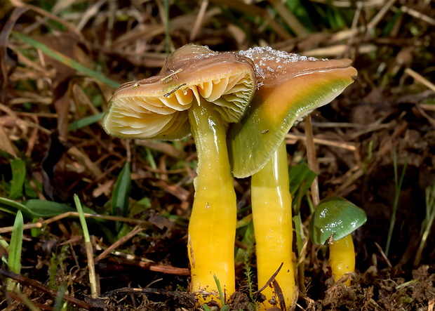 lúčnica žltozelená Gliophorus psittacinus (Schaeff.) Herink