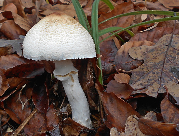 bedlička pošvatá Lepiota ignivolvata Bousset & Joss. ex Joss.