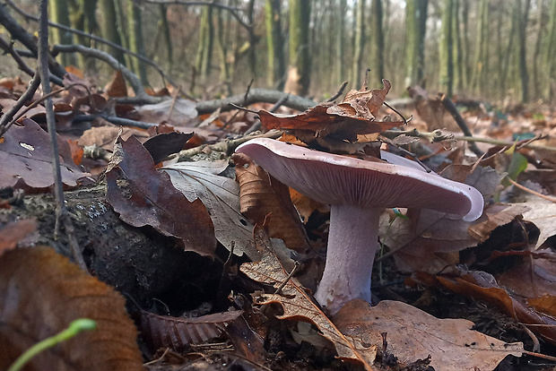 pôvabnica fialová Lepista nuda (Bull.) Cooke