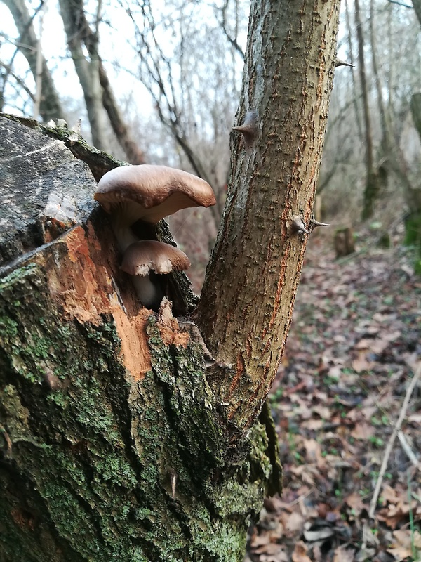 hliva ustricovitá Pleurotus ostreatus (Jacq.) P. Kumm.