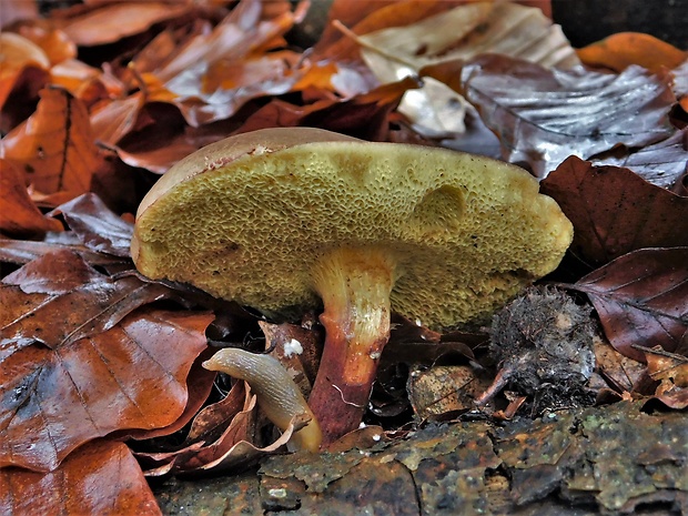 suchohríb zamatový Xerocomellus pruinatus (Fr.) Šutara