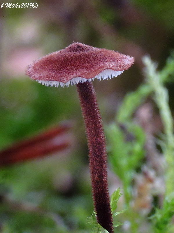 lopatovka obyčajná Auriscalpium vulgare Gray