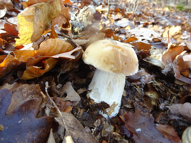 hríb smrekový Boletus edulis Bull.