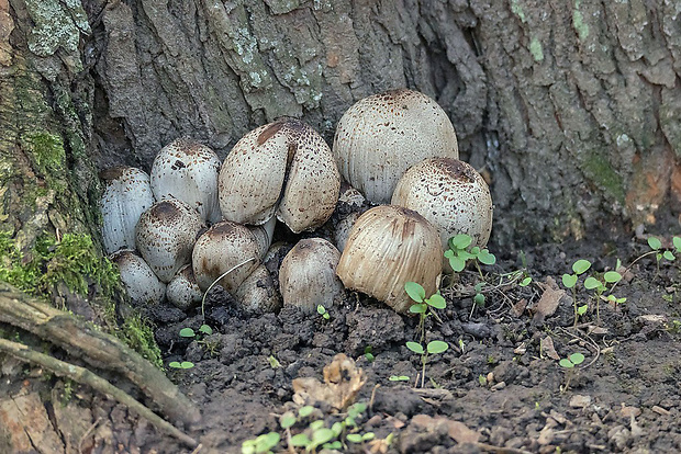 hnojník atramentový Coprinopsis atramentaria (Bull.) Redhead, Vilgalys & Moncalvo