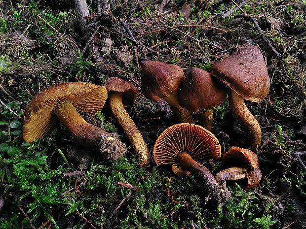 pavučinovec Cortinarius sp.