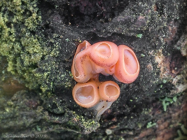 kráterokrčka čerešňová Craterocolla cerasi (Schumach.) Sacc.