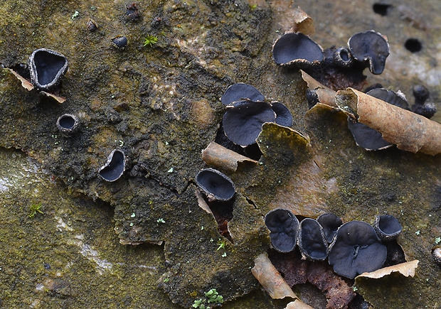 dutinovka Encoelia sp.