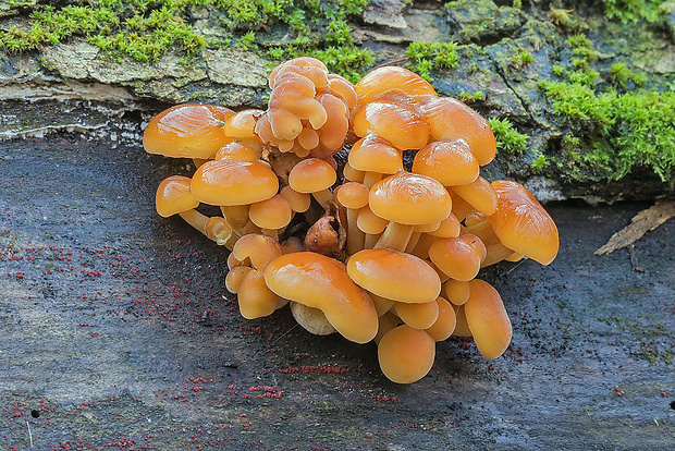 plamienka Flammulina sp.