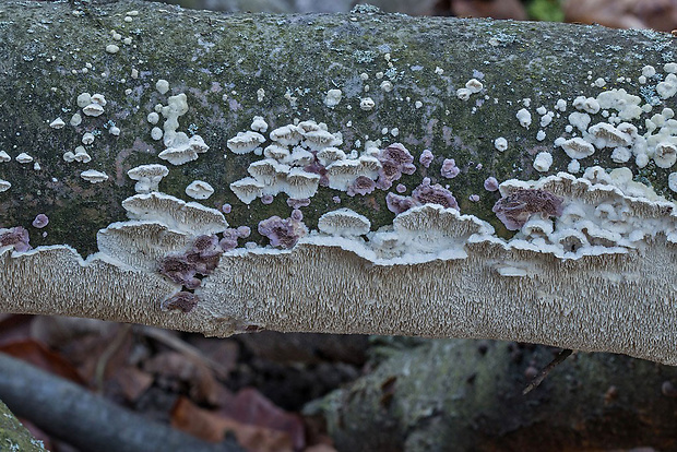 zubovec biely Irpex cf. lacteus (Fr.) Fr.