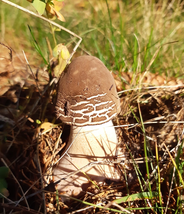 bedľa vysoká Macrolepiota procera (Scop.) Singer