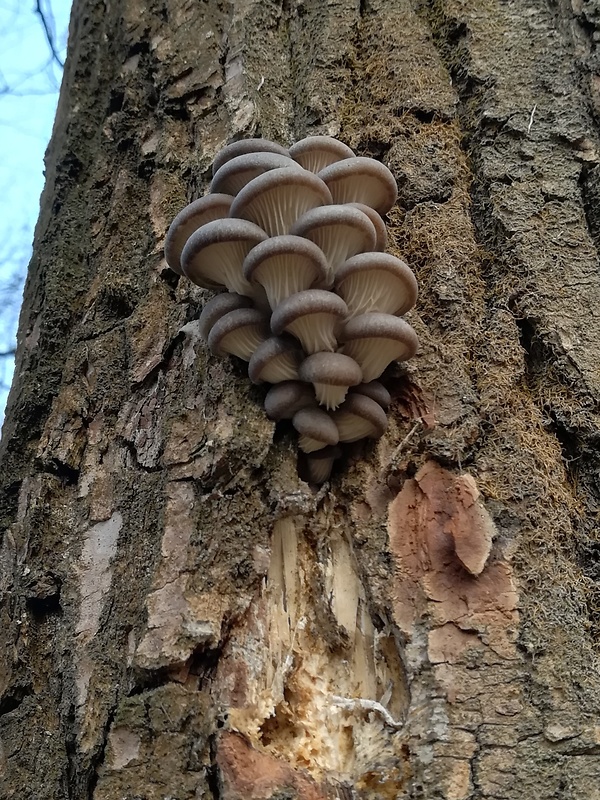 hliva ustricovitá Pleurotus ostreatus (Jacq.) P. Kumm.