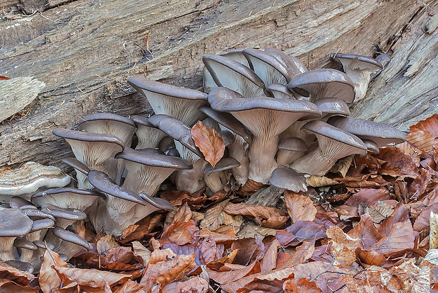 hliva ustricovitá Pleurotus ostreatus (Jacq.) P. Kumm.