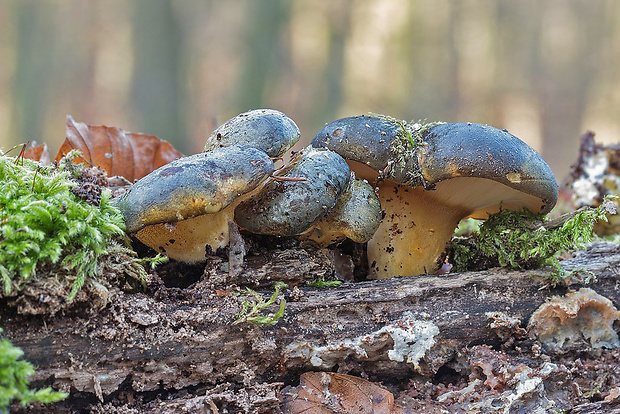 pňovka neskorá Sarcomyxa serotina (Pers.) P. Karst.