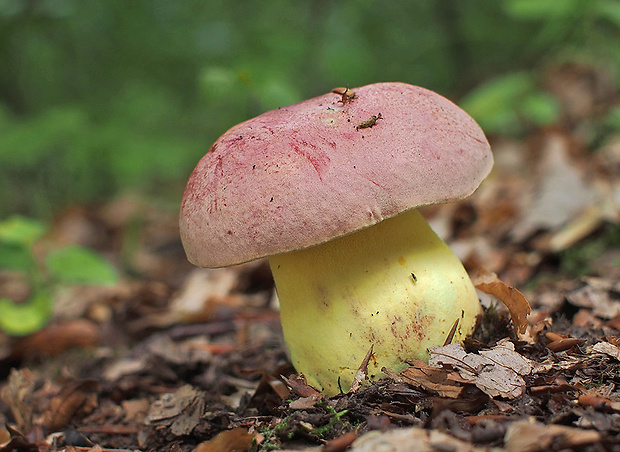 hríb kráľovský Butyriboletus regius (Krombh.) D. Arora & J.L. Frank