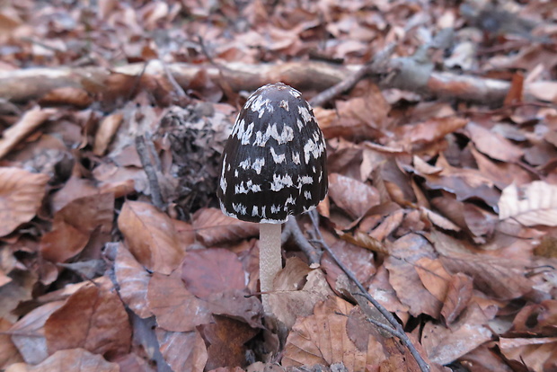 hnojník strakatý Coprinopsis picacea (Bull.) Redhead, Vilgalys & Moncalvo