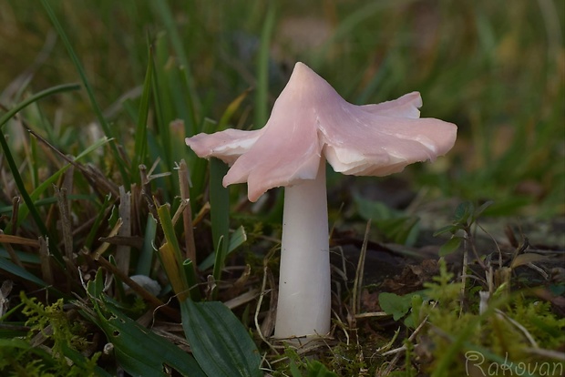 lúčnica ružovočervená Porpolomopsis calyptriformis (Berk.) Bresinsky