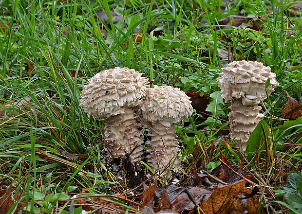 muchotrávka Vittadiniho Amanita vittadinii (Moretti) Vittad.