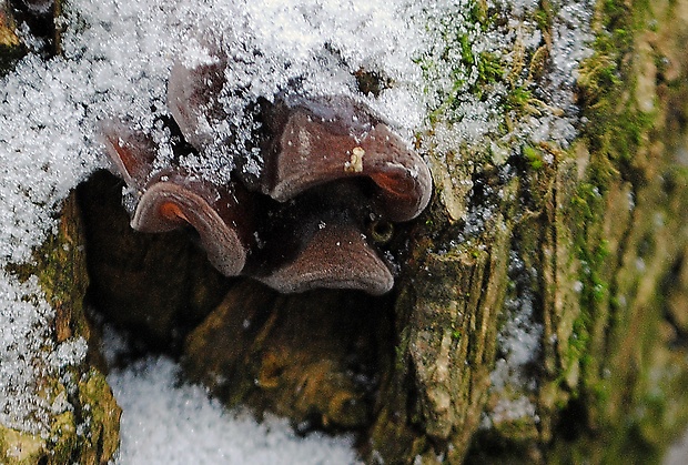 uchovec bazový Auricularia auricula-judae (Bull.) Quél.