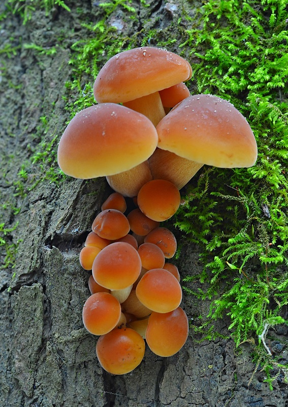 plamienka Flammulina sp.