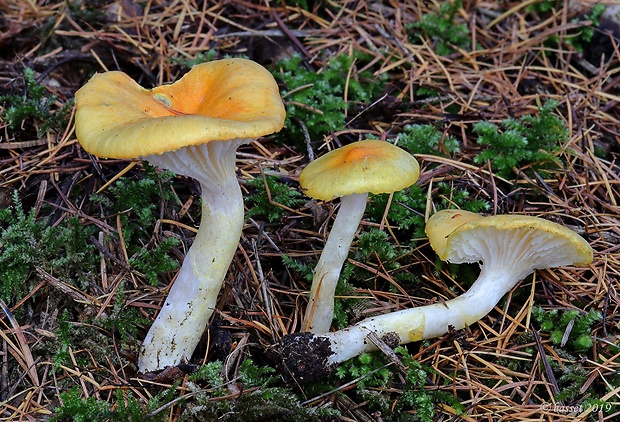 šťavnačka úhľadná Hygrophorus speciosus Peck