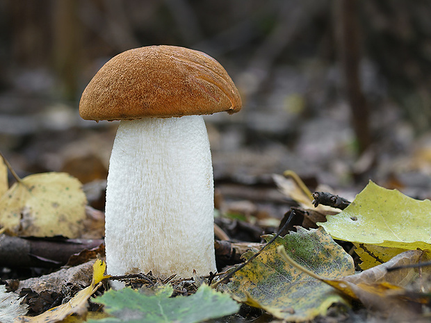 kozák osikový Leccinum albostipitatum den Bakker & Noordel.