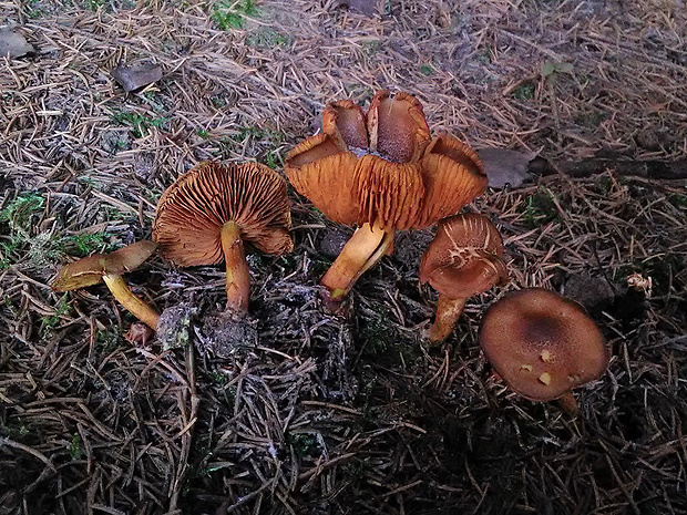 pavučinovec Cortinarius sp.